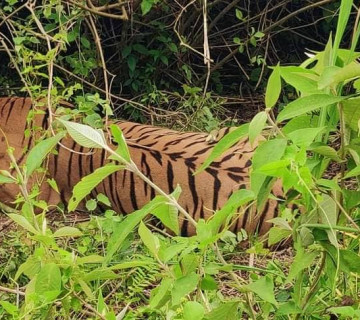 बेलौरीका स्थानीय बाघको त्रासमा